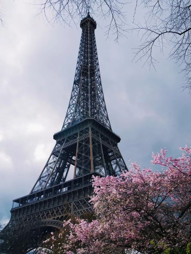 又到举家出动的樱花季，法国如此捧场日本文化原因何在？