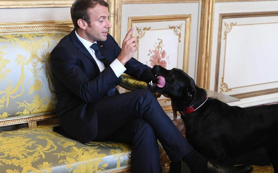 法国总统身旁“狗影随行”！动物命运已经影响到法国政界选举了？