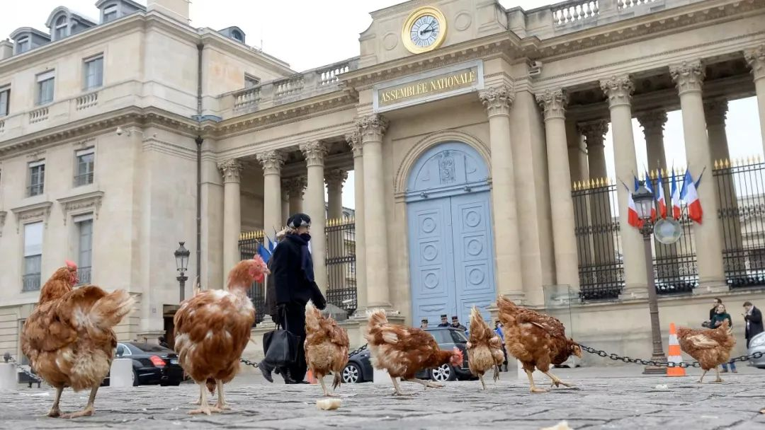 官方警告：大巴黎自养走地鸡鸡蛋有“毒”！吃这些鱼也要注意频率